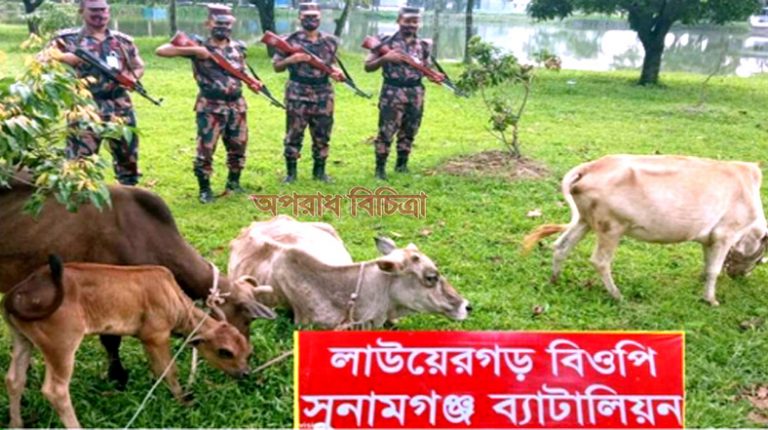 তাহিরপুর সীমান্তে সোর্সদের পাচাঁরকৃত ভারতীয় গরু ও মাদকদ্রব্য আটক