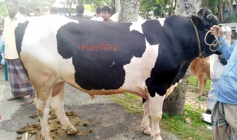 পটুয়াখালীতে জমে উঠেছে কোরবানীর পশুর হাট