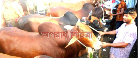 ঢাকা উত্তরের আশকোনা শিয়ালডাঙ্গায় কোরবানি পশুর হাটে আসতে শুরু করেছে বিভিন্ন এলাকা থেকে পশু