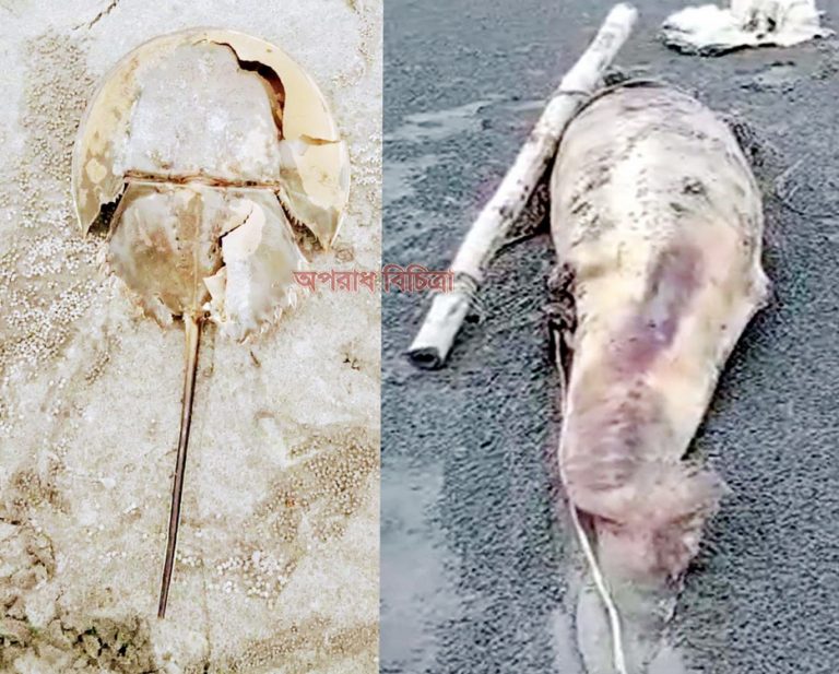 কুয়াকাটা সৈকতে আবারো ভেসে এলো দুটি মৃত ডলফিন