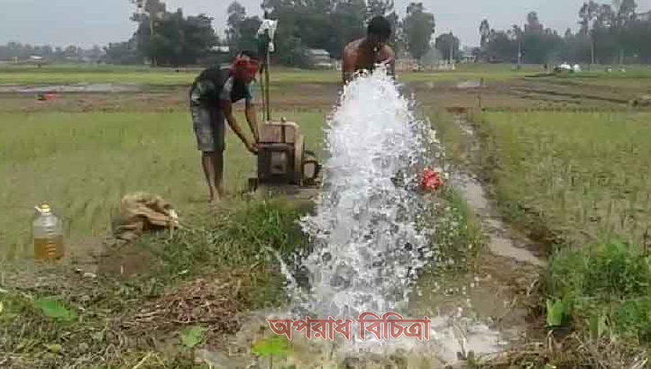 রাজিবপুরে বন্যার পানি নেই সেচের মাধ্যমে আমন চাষ করছেন চাষিরা