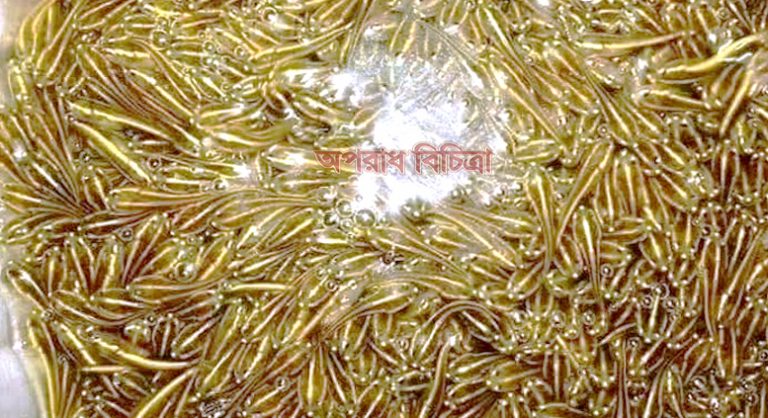 সুনামগঞ্জে চলছে পোনা মাছ নিধনের উৎসব