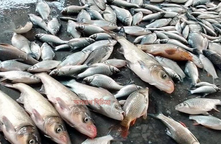 সুনামগঞ্জে চলছে পোনা মাছ নিধনের উৎসব