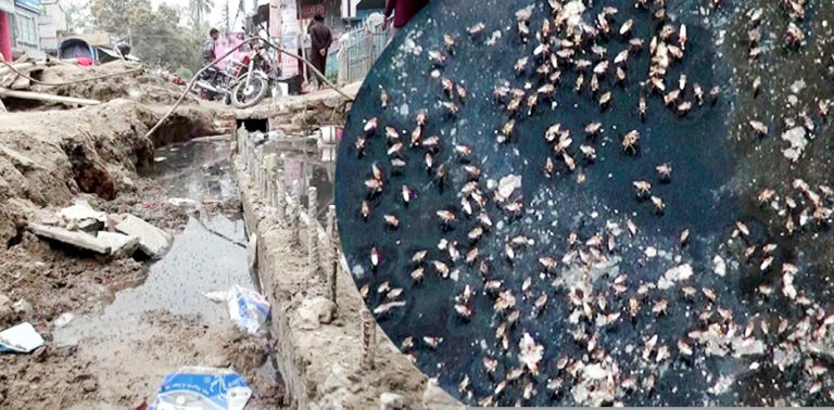 সাভারে বেড়েছে মশার উপদ্রব