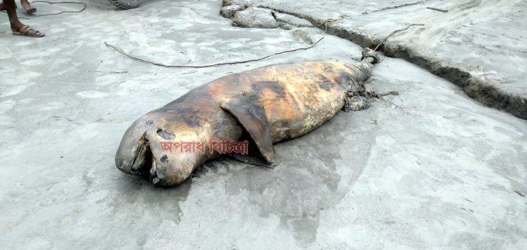 কুয়াকাটা সৈকতে ভেসে এলো  আরও একটি মৃত ডলফিন