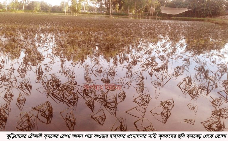 কুড়িগ্রামের রৌমারী-রাজিবপুরে বন্যায় ক্ষতিগ্রস্ত ১৯ হাজার কৃষকের হাহাকার, প্রণোদনার দাবী কৃষকদের