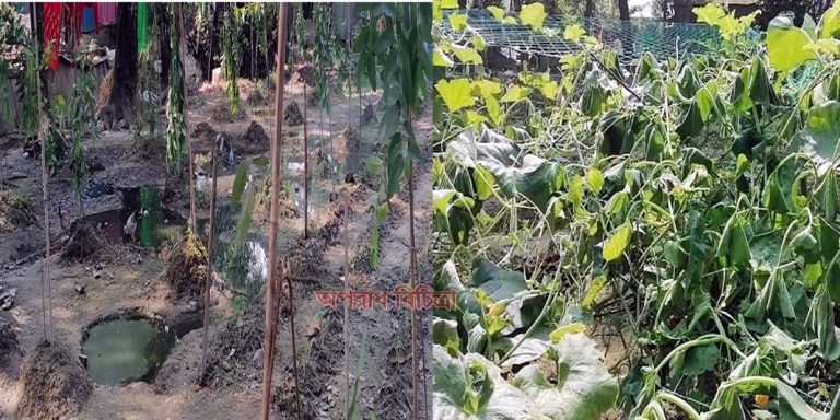 চৌদ্দগ্রামে ২৫০টি গাছ কেটে লক্ষাধিক টাকার ক্ষতিসাধন গাছের সাথে এ কেমন শত্রুতা !