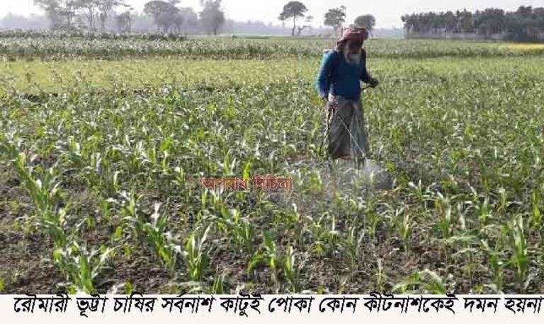 কুড়িগ্রামের রৌমারী-রাজিবপুরে পোকার আক্রমণে দিশেহাড়া ভূট্টা চাষি কৃষক মাঠে নেই কৃষি কর্মকর্তারা