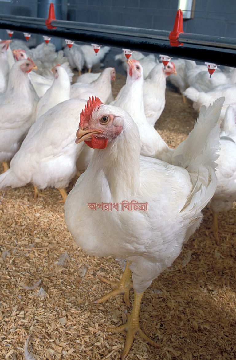 ব্রয়লার খামারে মুরগির ওজন বাড়াতে যেসব ব্যবস্থা নিতে হবে