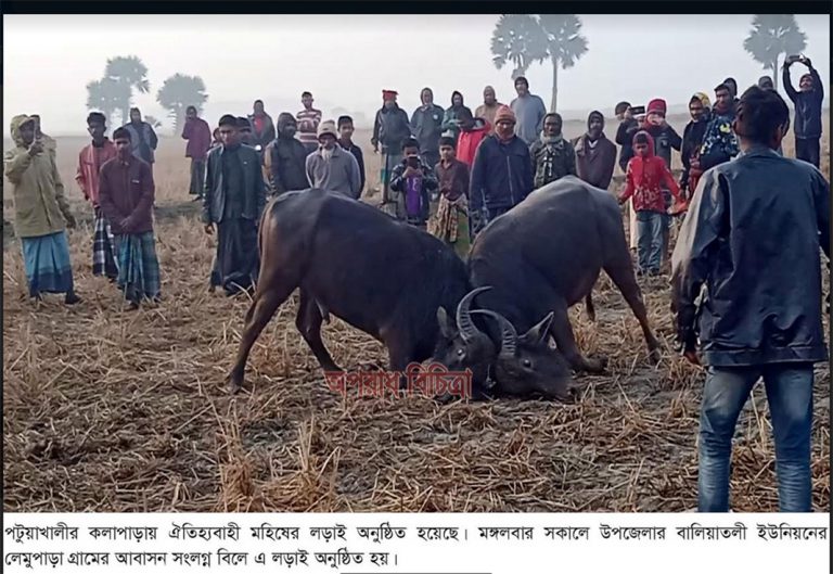 কলাপাড়ায় মহিষের লড়াই