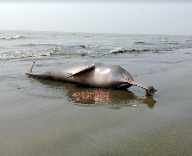 কুয়াকাটা সৈকতে ভেসে উঠেছে ইরাবতি প্রজাতির মৃত ডলফিন