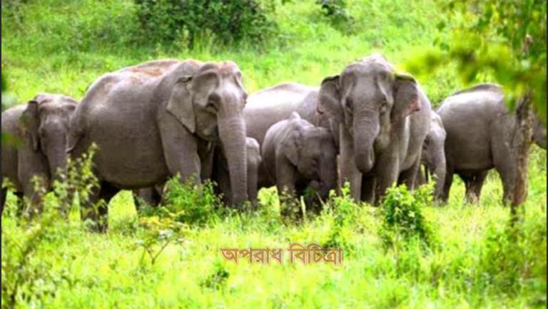 সুনামগঞ্জের পর্যটনস্পট বারেকটিলায় বন্য হাতির উপদ্রব মহা আতংকে এলাকাবাসী