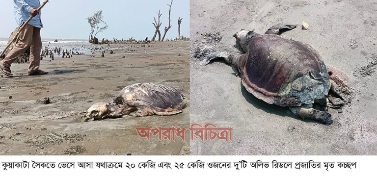 কুয়াকাটা সমুদ্র সৈকতে ভেসে এলো দু’টি বিরল প্রজাতির মৃত কচ্ছপ