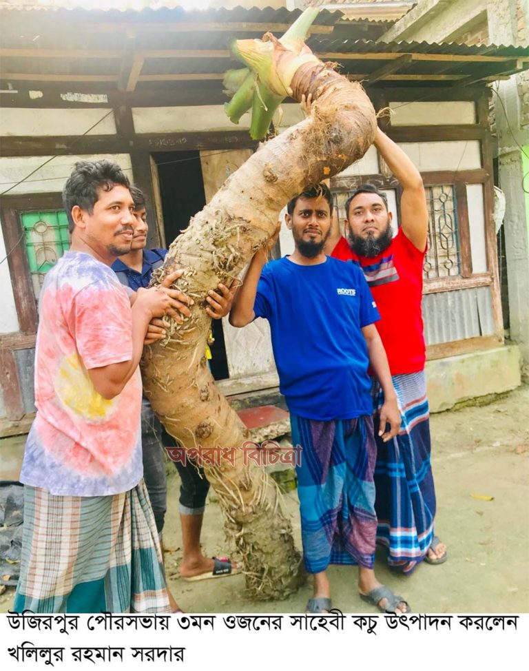 উজিরপুরে ৩মণ ওজনের কচু উৎপাদন: উৎসুক জনতার ভিড়