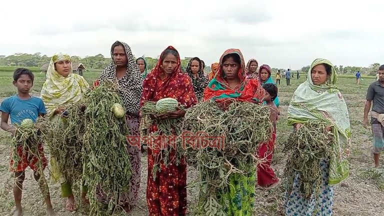 পটুয়াখালীতে রাতের আধাঁরে ফলন্ত তরমুজ গাছ উপড়ে ফেললো দুর্বত্তরা