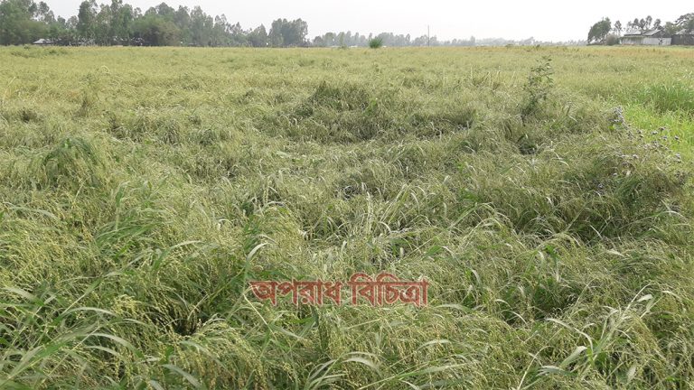 কুড়িগ্রামের রৌমারী চিনা চাষ করে স্বাবলম্বী চরাঞ্চলের হাজারো কৃষক