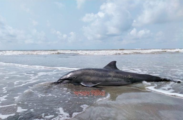 কুয়াকাটা  সৈকতে ফের ভেসে ওঠেছে মৃত ইরাবতী  ডলফিন।