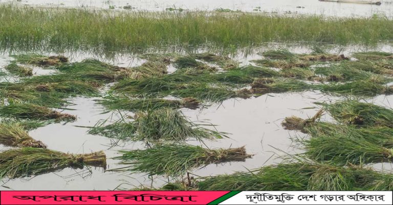  কৃষিমন্ত্রীর কাছে সাফল্য তুলে ধরতে কৃষকের কাঁচা ধান কেটলেন কৃষি  কর্মকর্তারা