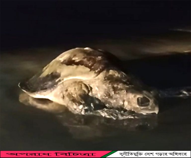কুয়াকাটা সৈকতে আবারো মৃত মা কচ্ছপ