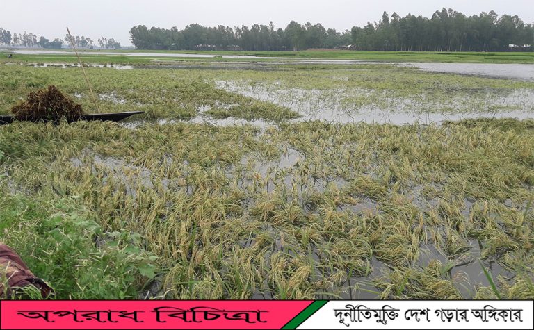 কুড়িগ্রামের রৌমারী কয়েকদিনের টানা বৃষ্টিতে ডুবে গেছে হাওর এলাকার উঠতি বড় ধান