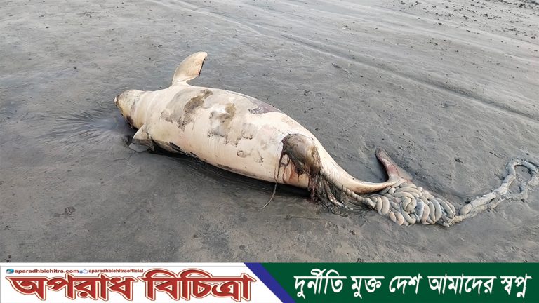 কুয়াকাটা সৈকতে দেখা মিললো ৭ ফুট লম্বা অর্ধ গলিত ডলফিন