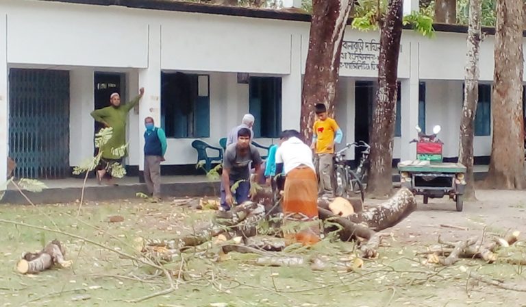 পঞ্চগড়ের তেঁতুলিয়ায় অনুমতি না নিয়েই শিলাইকুঠি দাখিল মাদ্রাসার গাছ কর্তন