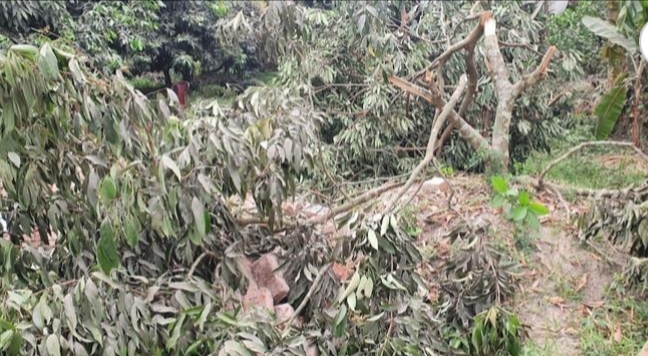 সোনারগাঁয়ে চাঁদা না পেয়ে ফলবাগান কর্তন বাড়ির সীমানা প্রাচীর ভাংচুর
