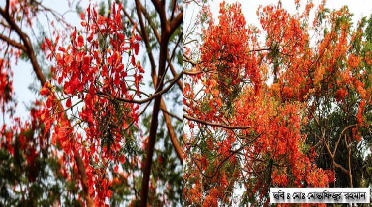 রক্তিম কৃষ্ণচূড়া মুগ্ধতা ছড়াচ্ছে জাবি’র ক্যাম্পাসজুড়ে