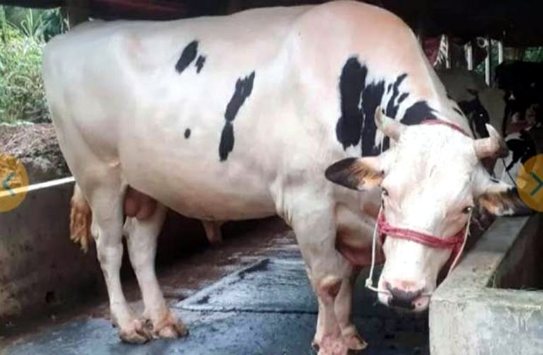 গাবতলীর হাটে আসছে ৩০ লাখ টাকার ‘কিং বাবু’