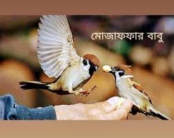 যে প্রানী ফজরের সময় মানুষকে ডাকে,