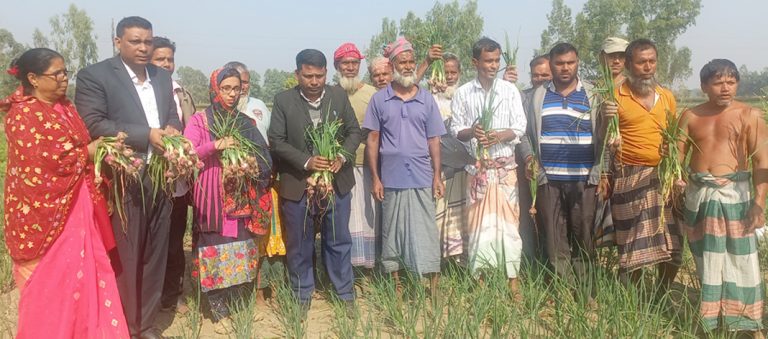 তেঁতুলিয়ায় গ্রীষ্মকালীন পেঁয়াজ কর্তন শুরু