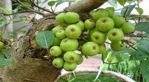 যে কারণে ফল গাছে ফল ধরে না