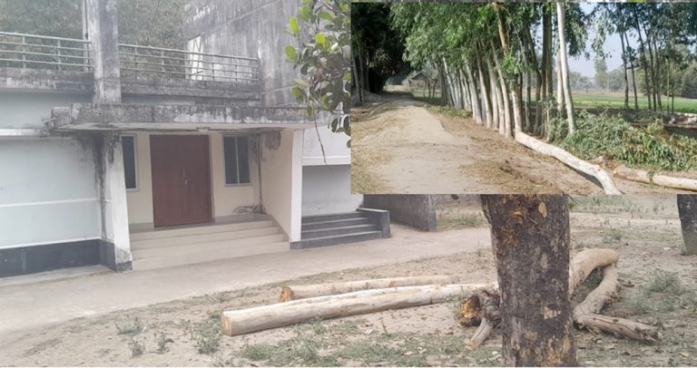 পঞ্চগড়ের তেঁতুলিয়ায় সরকারি রাস্তার গাছ কর্তন অতঃপর জব্দ