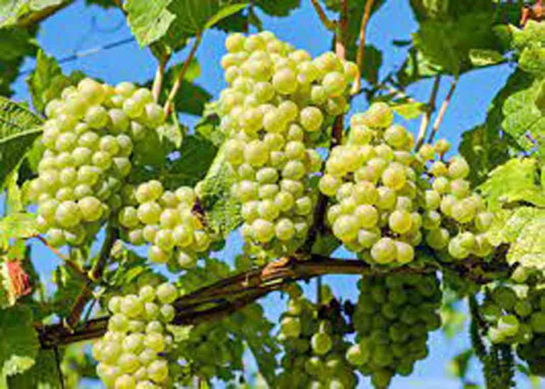 আঙ্গুর চাষাবাদ পদ্ধতি ছাদ বাগান