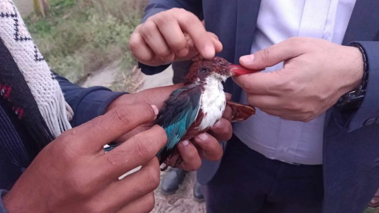 দেওয়ানগঞ্জে ঘুঘু পাখি ও মাছরাঙ্গা পাখি  সহ বিভিন্ন প্রজাতির পাখি শিকার