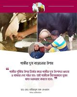 গাভীর দুধ বাড়ানোর উপায়