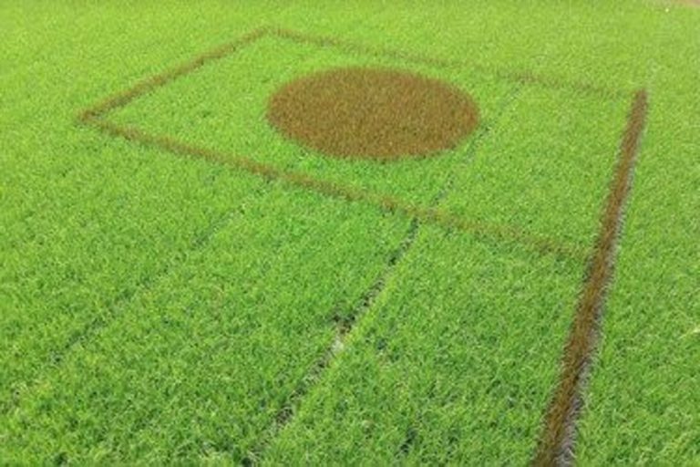 স্বাধীনতার মাসে  জাতীয় পতাকার আদলে ধানক্ষেত 
