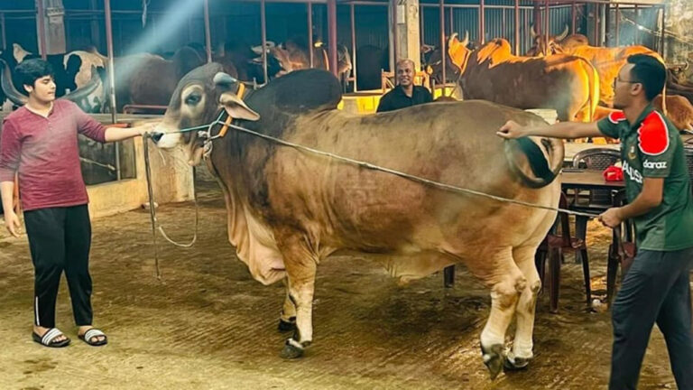 ঈদে ৭ খামার থেকে ৭০ লাখ টাকার গরু কেনেন সেই ইফাত মতিউর রহমানই ইফাতের বাবা