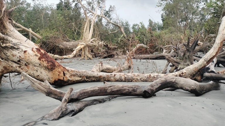 উপড়ে গেছে কুয়াকাটা সৈকতের শত শত গাছ