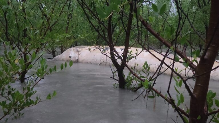 বরগুনায় ভেসে এলো মৃত তিমি